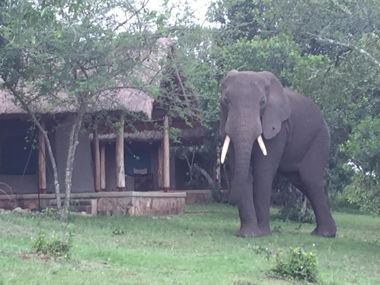 Queen Elizabeth Bush Lodge By Nature Lodges Ltd Katunguru Eksteriør billede